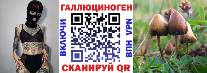 Псилоцибиновые грибы GOLDEN TEACHER  как найти   Михайловка 
